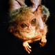 Illustration for article titled Some of the World's Rarest (and Strangest) Creatures